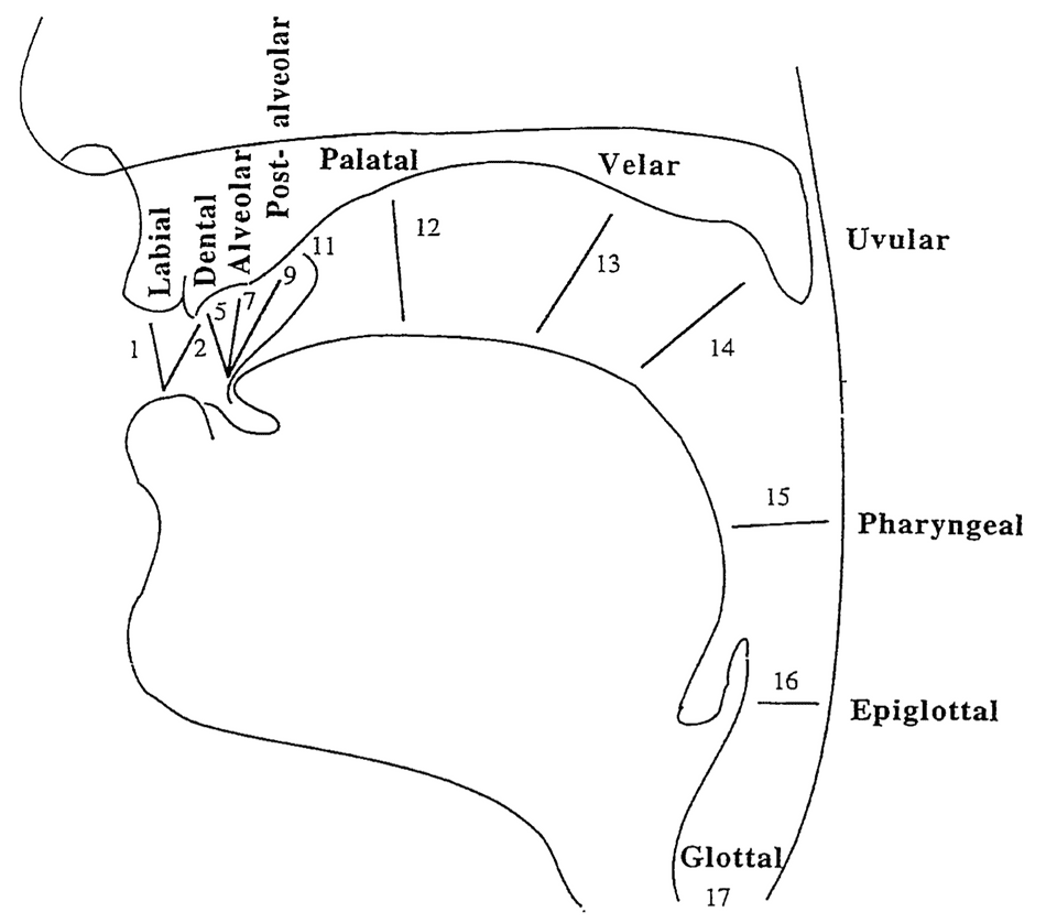 a diagram with labels showing the labial, dental, alveolar, post-alveolar, palatal, velar, uvular, pharyngeal, epiglottal, and glottal regions of articulation