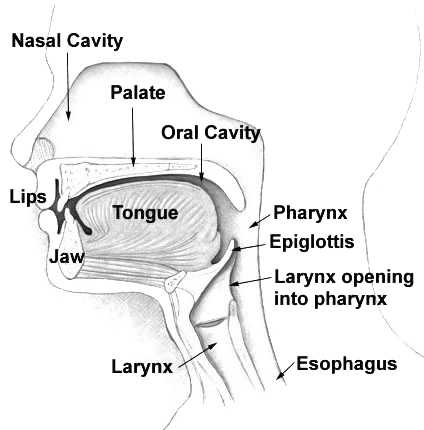 a cross-section of the human oral cavity