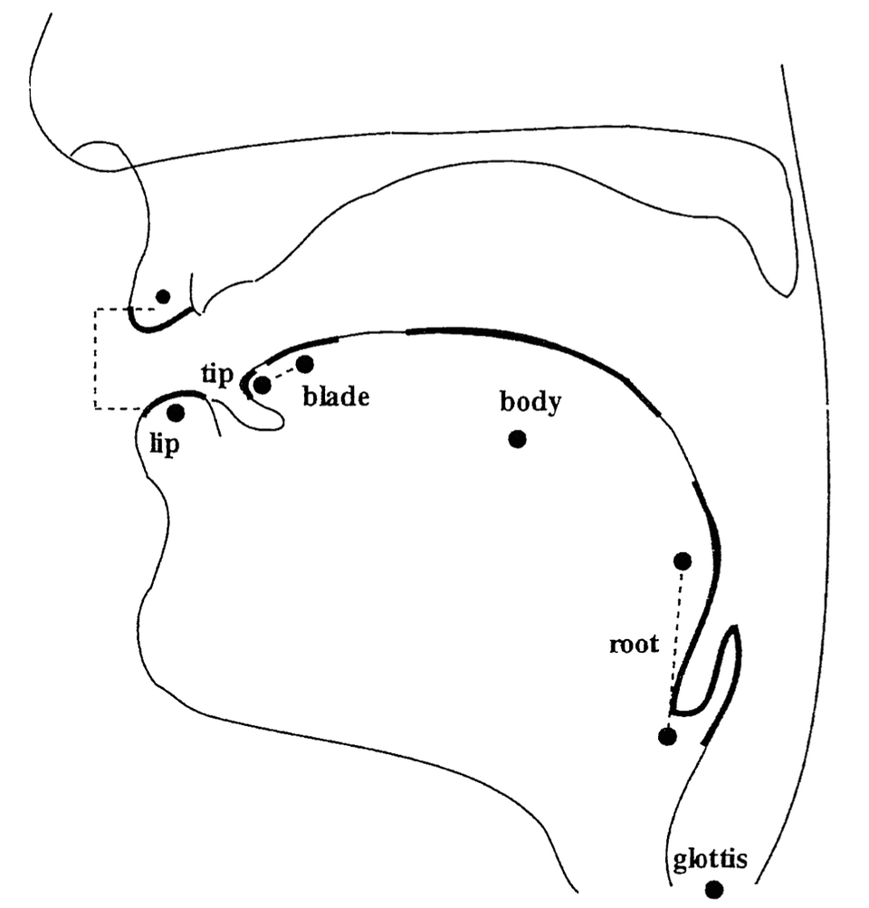 a diagram with labels indicating the lower lip, the tip and blade of the tongue, the body of the tongue, the root of the tongue, and the glottis
