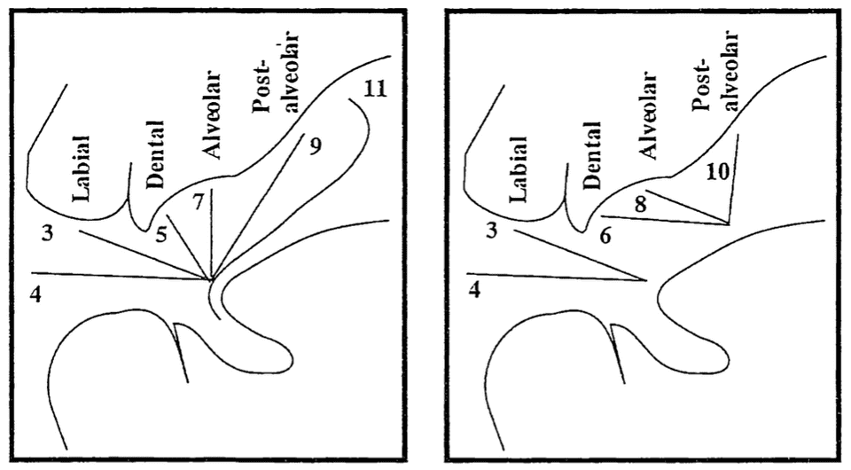 two diagrams showing cross-section of front of mouth